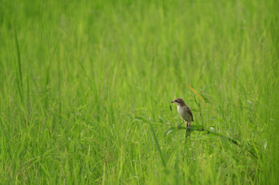 Bird perching on grass in field