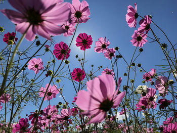 Low angle view of pink cosmos flowers