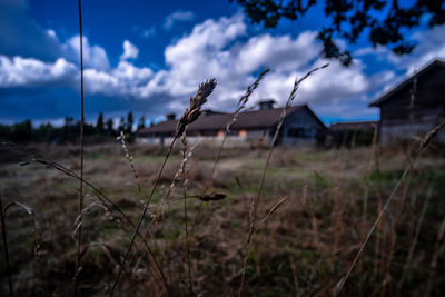 Plants growing on field against sky