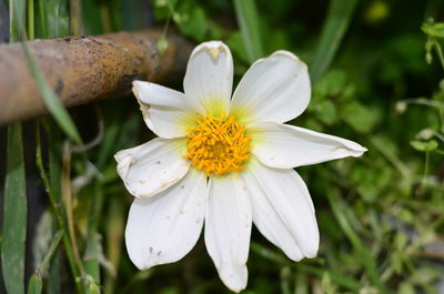 Close-up of white daisy flower