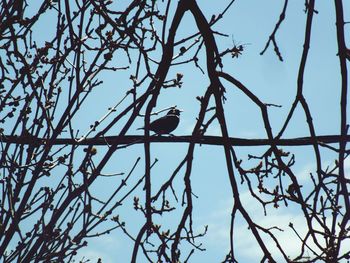 Low angle view of birds perching on branch