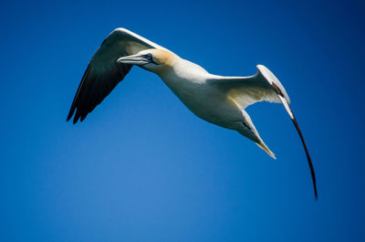 Northern gannets flying near pembrokeshire coast