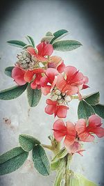 Close-up of red flowers