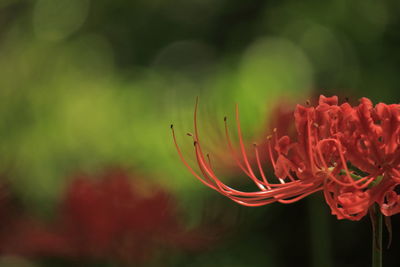 Close-up of flower