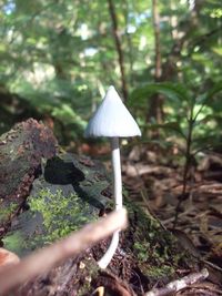 Close-up of mushroom growing on tree trunk