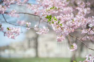 Close-up of pink cherry blossoms in spring