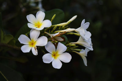 Close-up of white flowers blooming outdoors