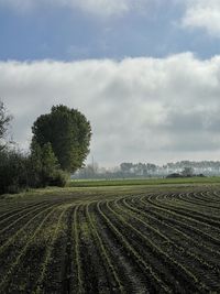 Green, white and blue