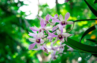 Close-up of pink flowering plant