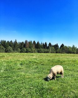 Sheep grazing on grassy field against clear blue sky