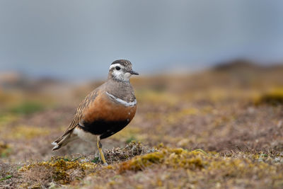 Close-up of a bird perching on a field