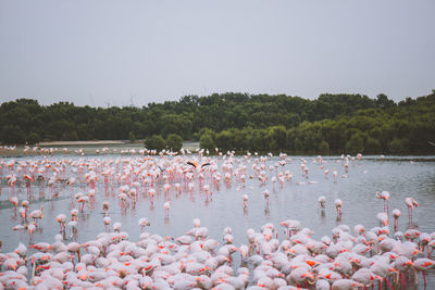 Flamingos in lake