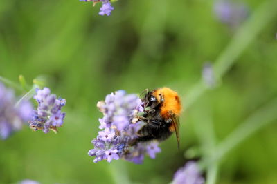 Close-up of bee pollinating on purple flower