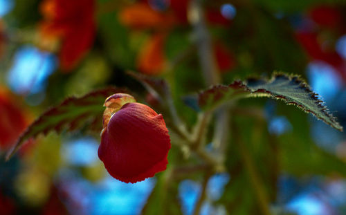 Close-up of strawberry growing on plant