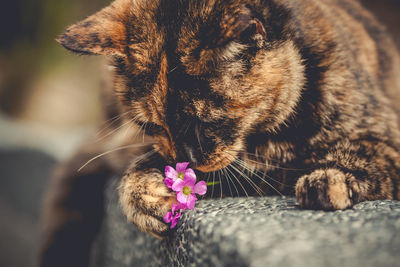 Close-up of cat smelling flower