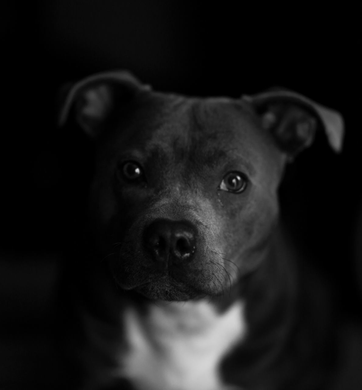 CLOSE-UP PORTRAIT OF DOG IN BLACK BACKGROUND