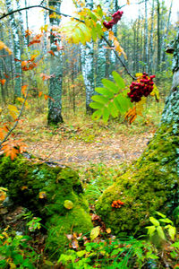 Close-up of flowering plants by trees in forest