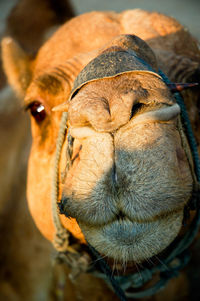 Close-up of a animal