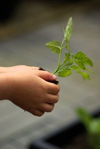 Cropped hand of woman holding plant