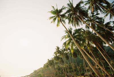 Low angle view of palm trees against clear sky