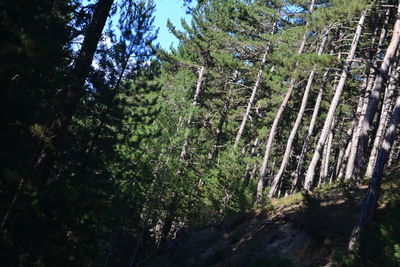 Low angle view of trees in forest