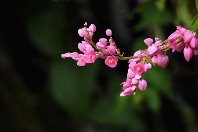 Close-up of pink cherry blossoms in spring