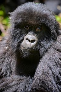 Mountain gorilla in rwanda volcanic mountains