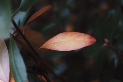 Close-up of dry leaves