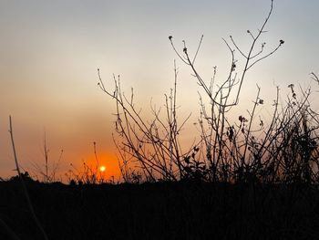 Silhouette plants against sky during sunset