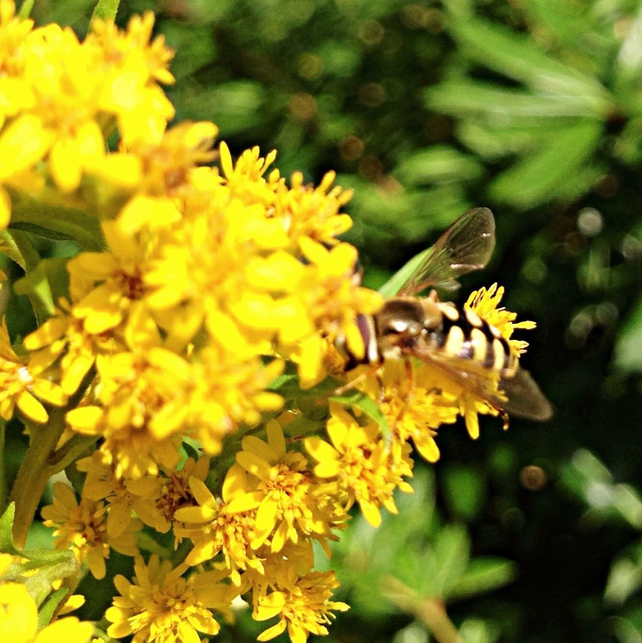 flower, yellow, animal themes, animals in the wild, petal, freshness, one animal, insect, wildlife, fragility, growth, focus on foreground, beauty in nature, nature, close-up, flower head, plant, bee, blooming, pollination