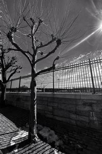 Bare tree by bridge against sky