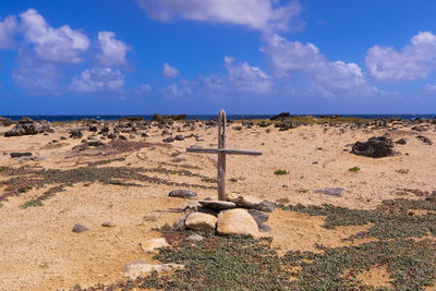 View of lizard on land