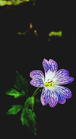 Close-up of purple flowers blooming outdoors