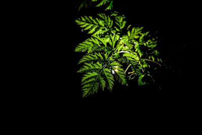 Close-up of plant against black background