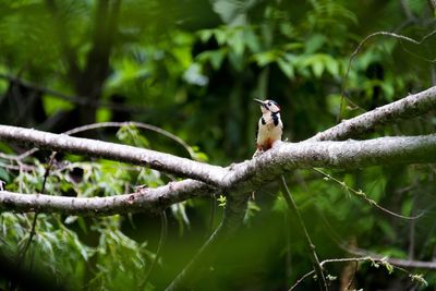 Close-up of bird perching on tree