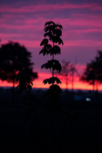 Close-up of silhouette plant against sky at sunset