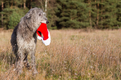 Close-up of a dog on a field