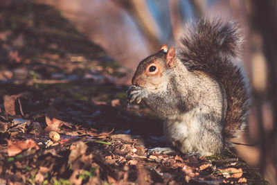 Squirrel eating nut.