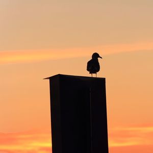 Low angle view of bird perching on railing