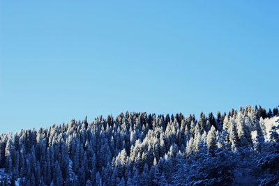 Low angle view of trees against clear blue sky