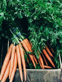 Close-up of carrots