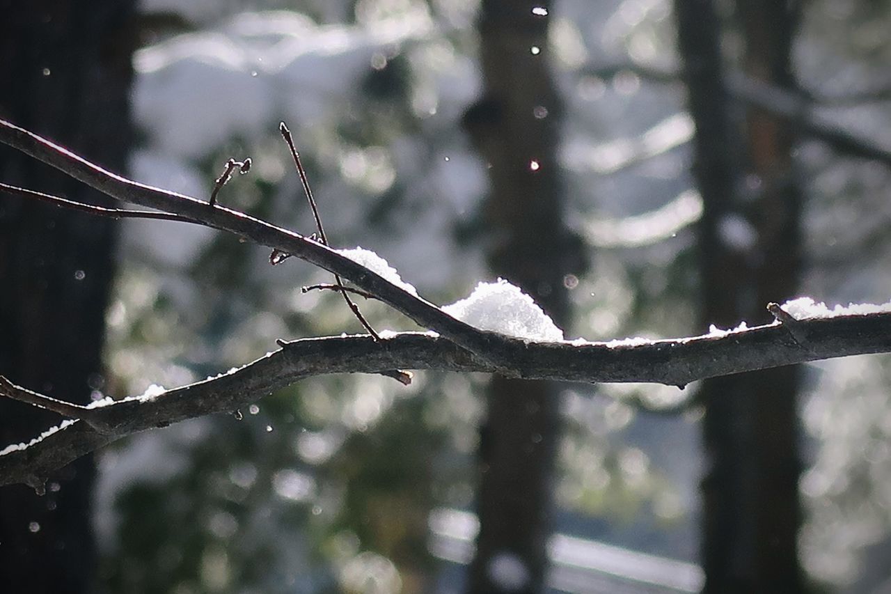 CLOSE-UP OF RAINDROPS ON BRANCHES DURING WINTER