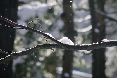 Close-up of raindrops on branch during rainy season