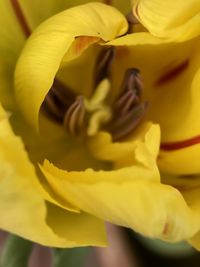 Close-up of yellow rose flower