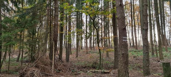 View of trees in forest