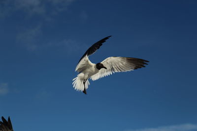 Low angle view of bird flying against blue sky