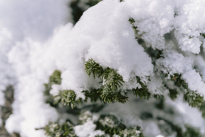 Close-up of snow covered plant