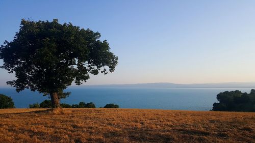 Scenic view of field against clear blue sky