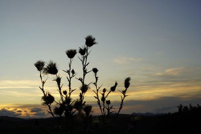 Silhouette tree against sky during sunset