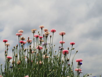 Close-up of poppy flowers against sky